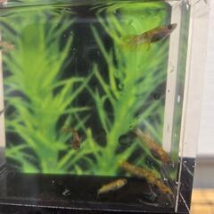 ルドラ　めだかの画像
