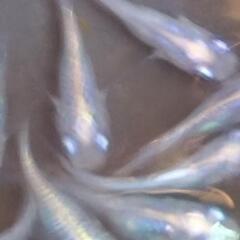 メダカ しずく成魚10匹の画像