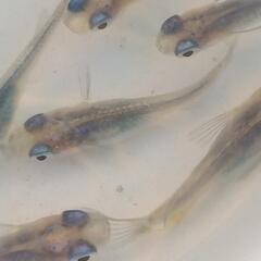 メダカ しずく成魚10匹の画像