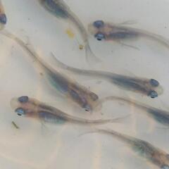 メダカ しずく成魚10匹の画像