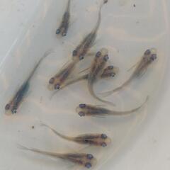 メダカ しずく成魚10匹の画像