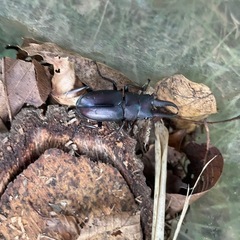 全てセット🪲ノコギリクワガタ、コクワガタ　の画像