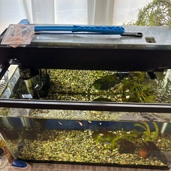 金魚（テトラ、ミッキーマウスプラティ、メダカ）の画像