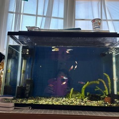 金魚（テトラ、ミッキーマウスプラティ、メダカ）の画像