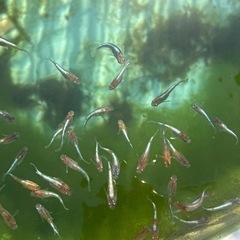 三色体外光×レッドクリフ紅白　若魚めだか⭐︎10匹500円の画像
