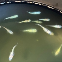 ミックスメダカ　幼魚の画像