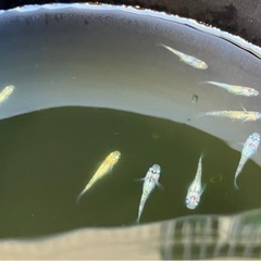 ミックスメダカ　幼魚の画像