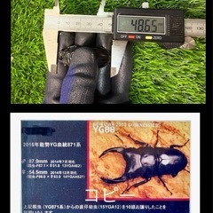 [国産オオクワガタNO:147]YG871系統  79ミリペアーの画像