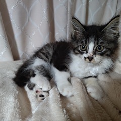 甘えん坊ね長毛猫ちゃん3ヶ月︎︎ ♀