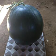 大玉黒スイカの画像