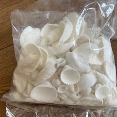 飾りにも⭐️子どもの夏休みにも⭐️ハンドメイドにも使える🐚貝殻セットの画像