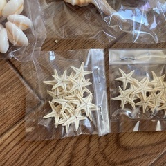 飾りにも⭐️子どもの夏休みにも⭐️ハンドメイドにも使える🐚貝殻セットの画像