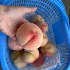 カゴ盛り　もも　完熟
の画像
