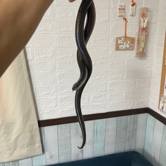 サンビーム　ヘビ　飼育セットの画像