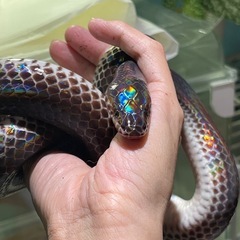 サンビーム　ヘビ　飼育セットの画像