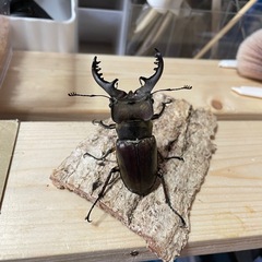 山口産　ミヤマクワガタ♂2匹の画像
