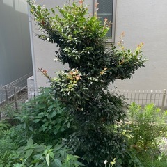 【無料】サザンカ(山茶花)をお譲りします（※抜根・運搬ができる方限定）の画像