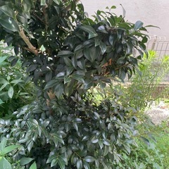 【無料】サザンカ(山茶花)をお譲りします（※抜根・運搬ができる方限定）の画像