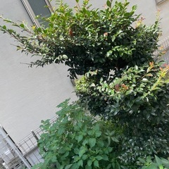 【無料】サザンカ(山茶花)をお譲りします（※抜根・運搬ができる方限定）の画像