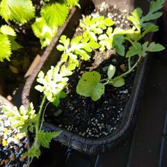 スイカ🍉の芽の画像