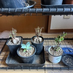 アガベ他の画像