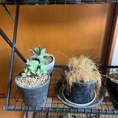 アガベ他の画像