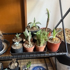 アガベ他の画像