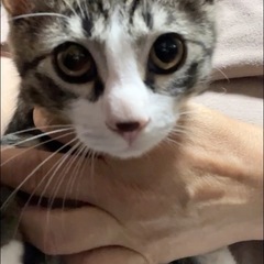 キジシロ　2.5ヶ月位　男の子です。