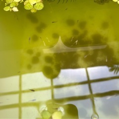 決まりました。ラメメダカ　稚魚　15匹＋水草ラムズの画像