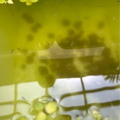決まりました。ラメメダカ　稚魚　15匹＋水草ラムズの画像