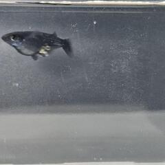 黒メダカ（春生まれ産卵可能サイズ）の画像