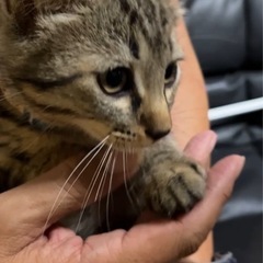 キジトラ　2.5ヶ月の男の子です。