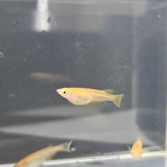 メダカ4匹（オス・メス2匹ずつ、産卵可）の画像