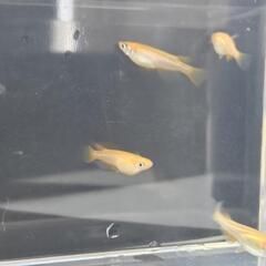 メダカ4匹（オス・メス2匹ずつ、産卵可）の画像