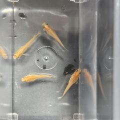 メダカ4匹（オス・メス2匹ずつ、産卵可）の画像