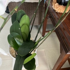 胡蝶蘭　大　白の画像