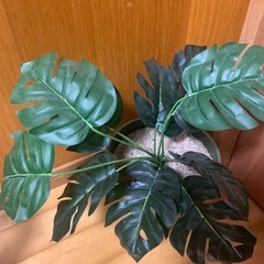 観葉植物 造花　（フェイクグリーン）の画像
