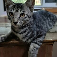 子猫４匹（生後3ヶ月）の里親さん募集