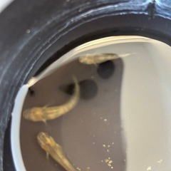 和墨赤虎メダカの画像