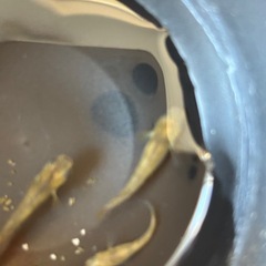 和墨赤虎メダカの画像