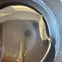 和墨赤虎メダカの画像