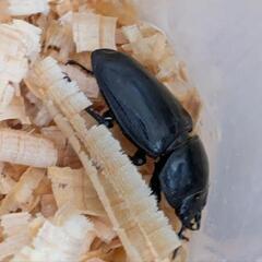 【商談中】パラワンヒラタ♂♂♀♀ペアの画像