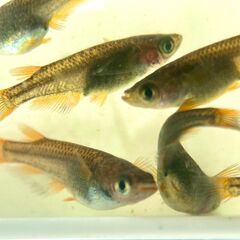 【改良メダカ】五色TypeR GODの若魚の画像