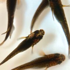【改良メダカ】五色TypeR GODの若魚の画像