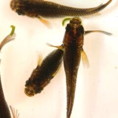 【改良メダカ】五色TypeR GODの若魚の画像