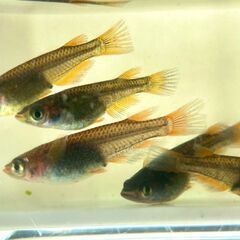 【改良メダカ】五色TypeR GODの若魚の画像