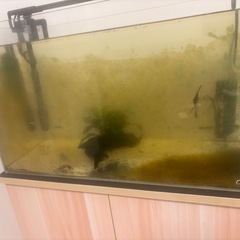 ADA水槽セットの画像