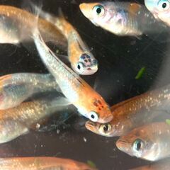 【改良メダカ】三色ラメの若魚の画像