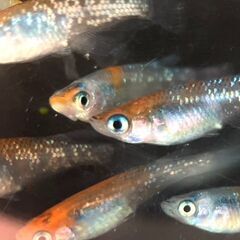 【改良メダカ】三色ラメの若魚の画像