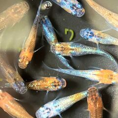 【改良メダカ】三色ラメの若魚の画像